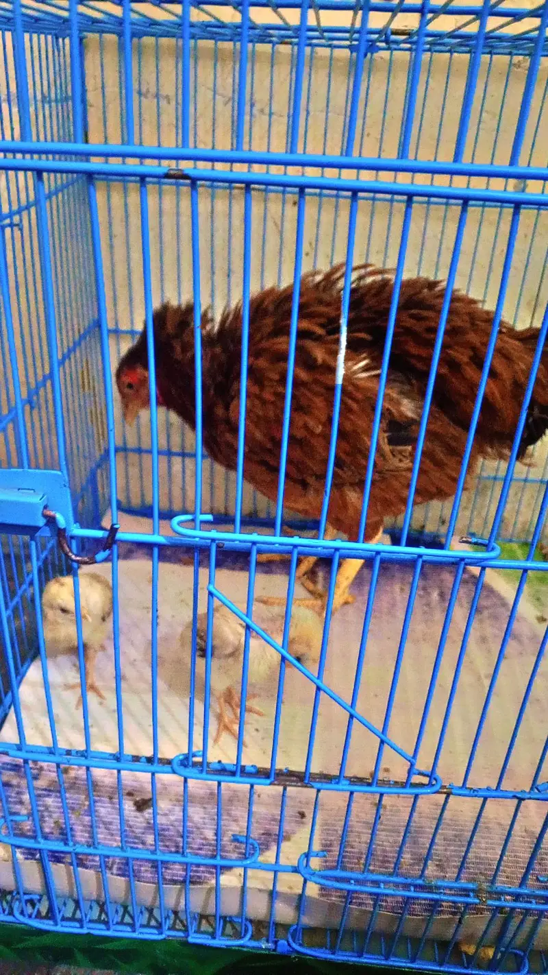 aseel hens with 2 baby — photo 4