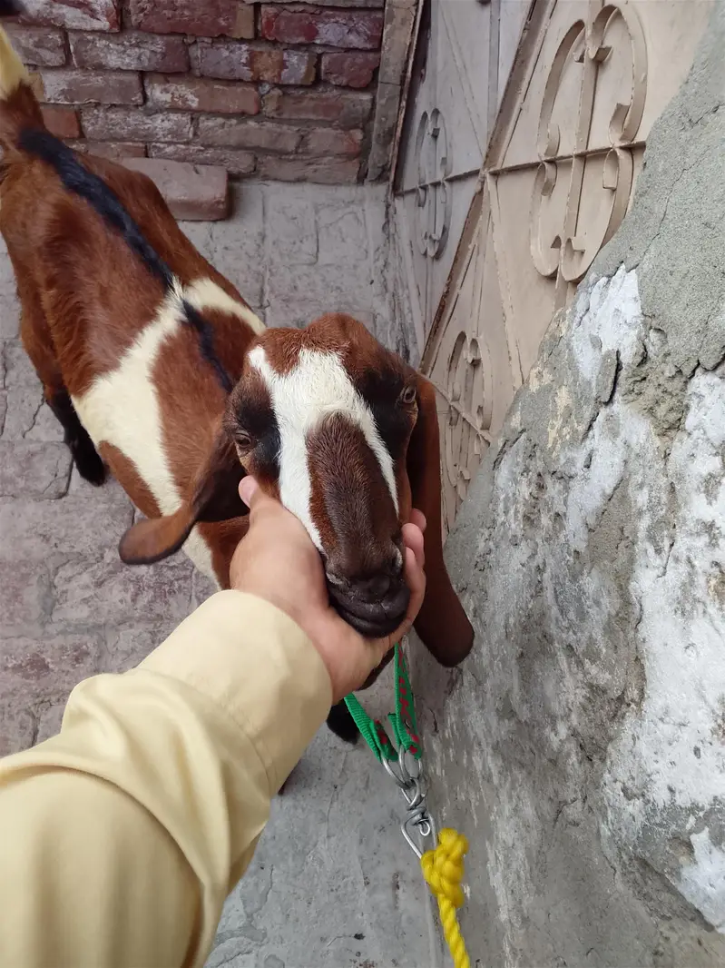 ak 6 ma ka ha or ak 7 ma ka ha — photo 2