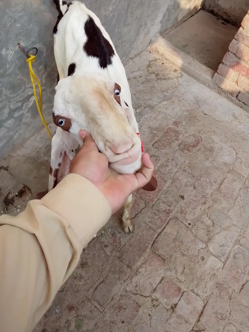 ak 6 ma ka ha or ak 7 ma ka ha — photo 3