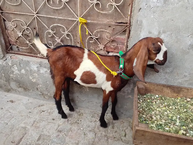 ak 6 ma ka ha or ak 7 ma ka ha — photo 4
