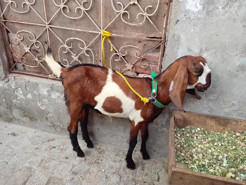 ak 6 ma ka ha or ak 7 ma ka ha — photo 5