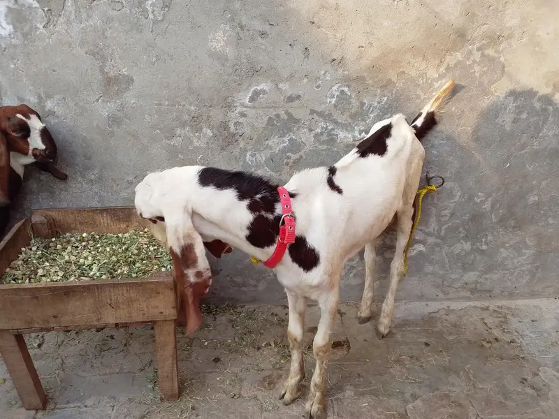 ak 6 ma ka ha or ak 7 ma ka ha — photo 6