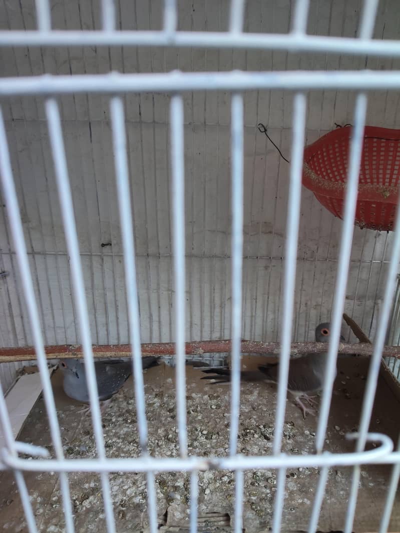 diamond dove 0