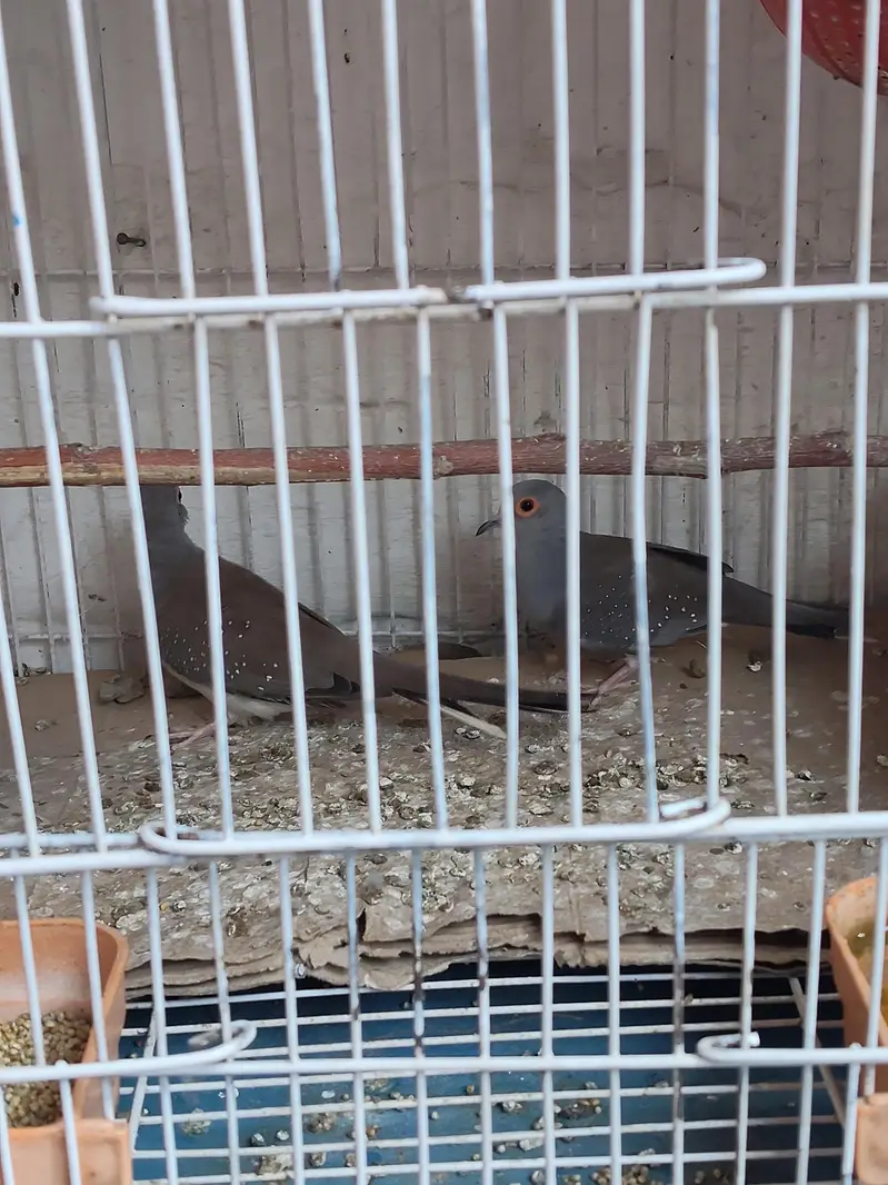 diamond dove — photo 2