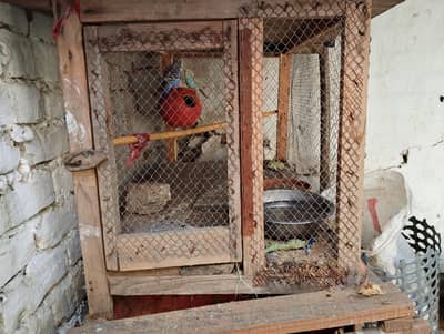 3 parrot with pinjra for sale