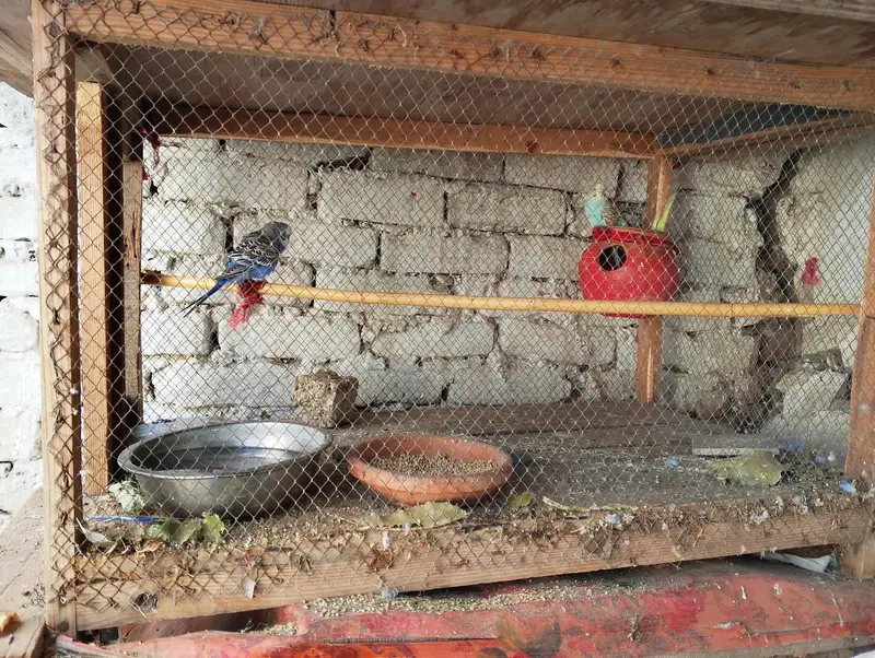 3 parrot with pinjra for sale — photo 2