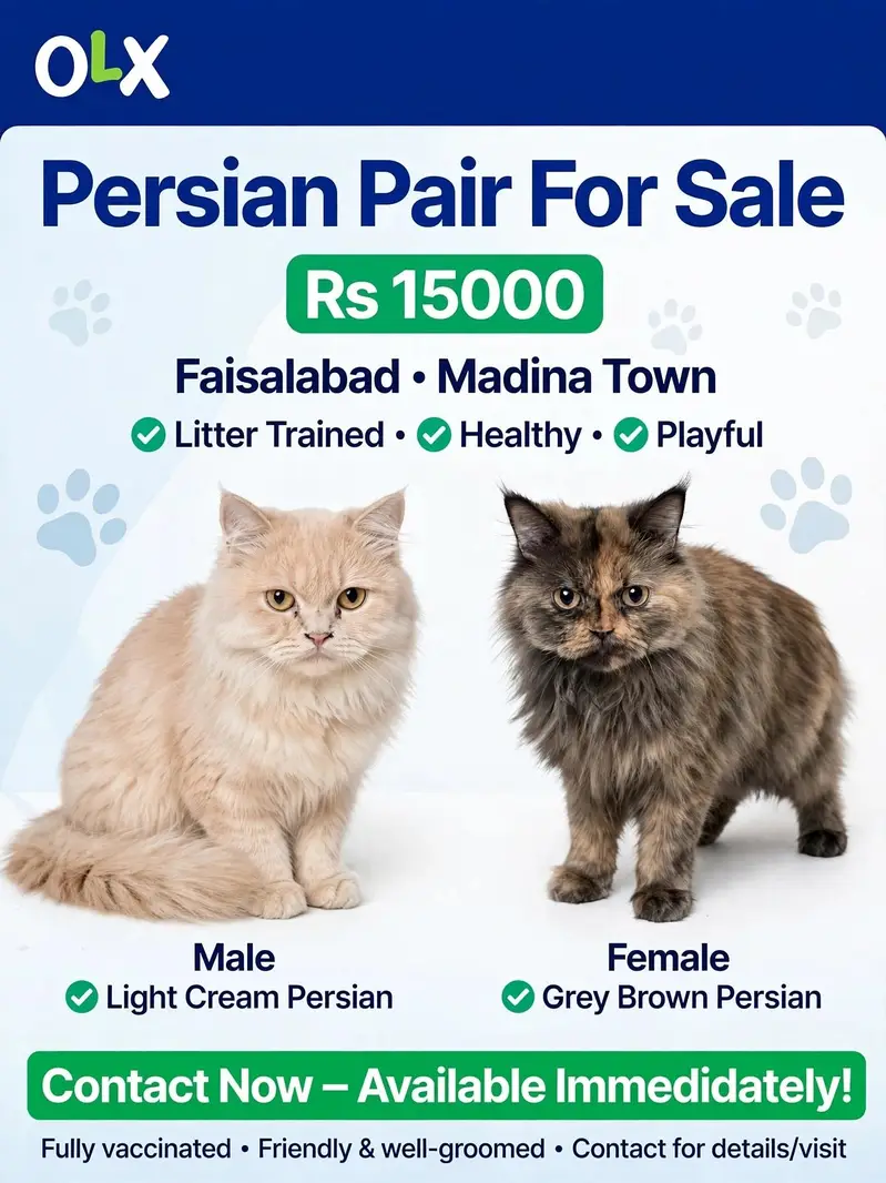 Persian cat