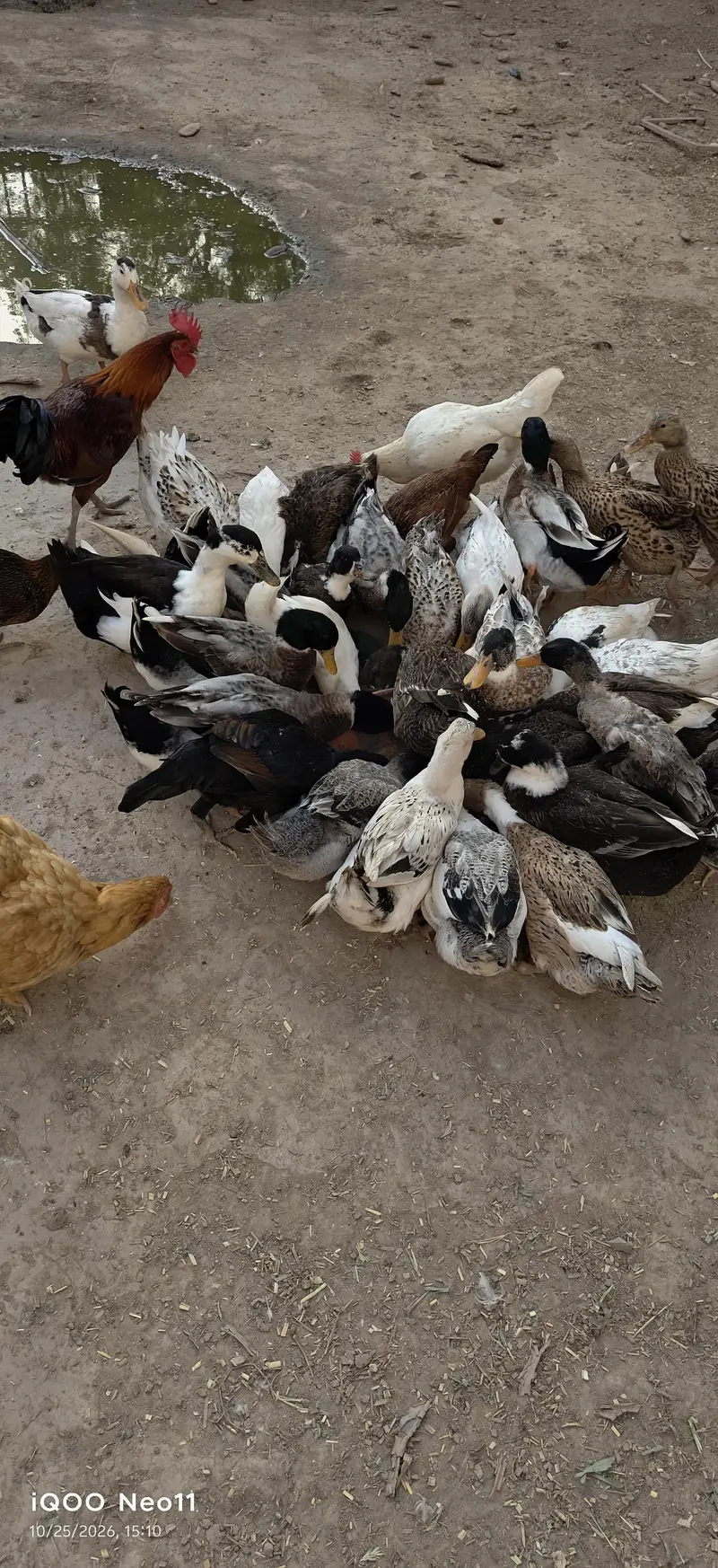 Desi Ducks home breed
