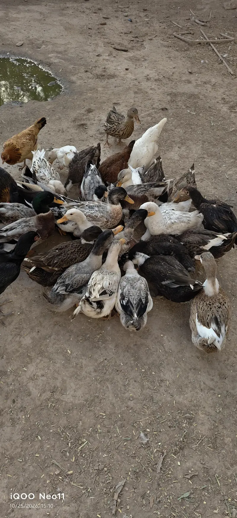 Desi Ducks home breed — photo 2