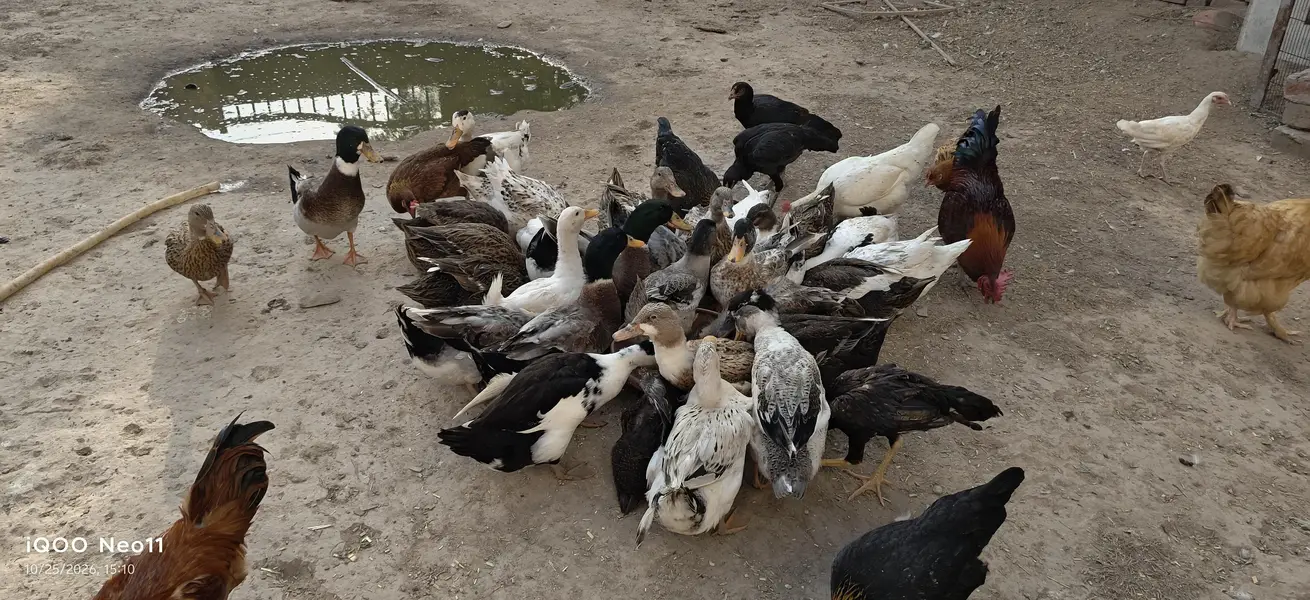 Desi Ducks home breed — photo 3