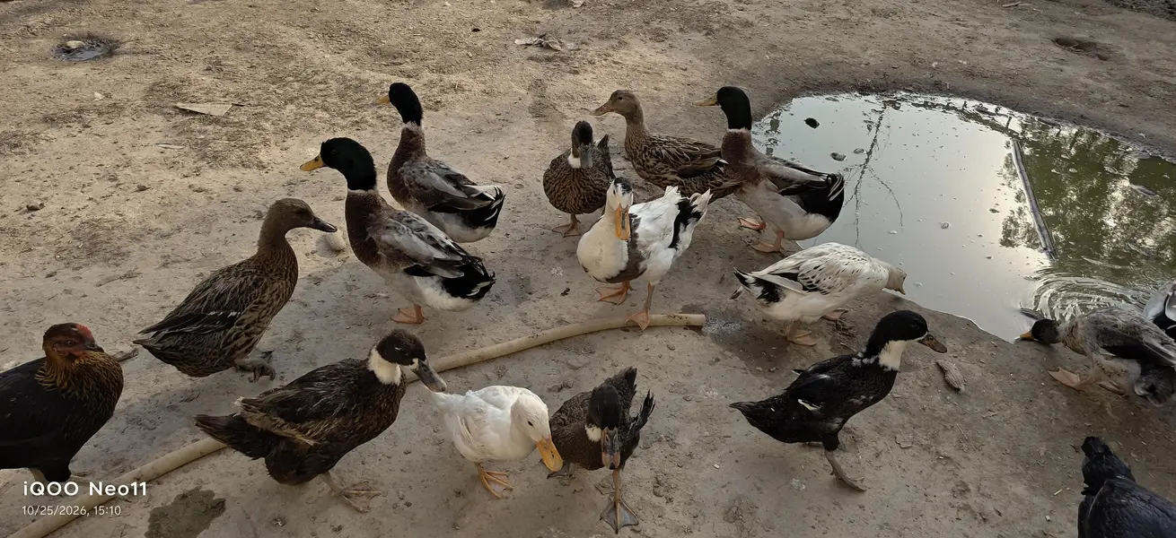 Desi Ducks home breed — photo 4