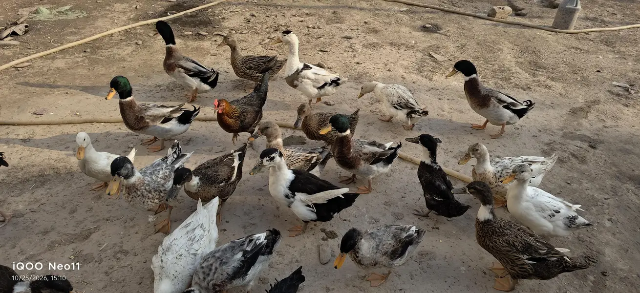 Desi Ducks home breed — photo 5