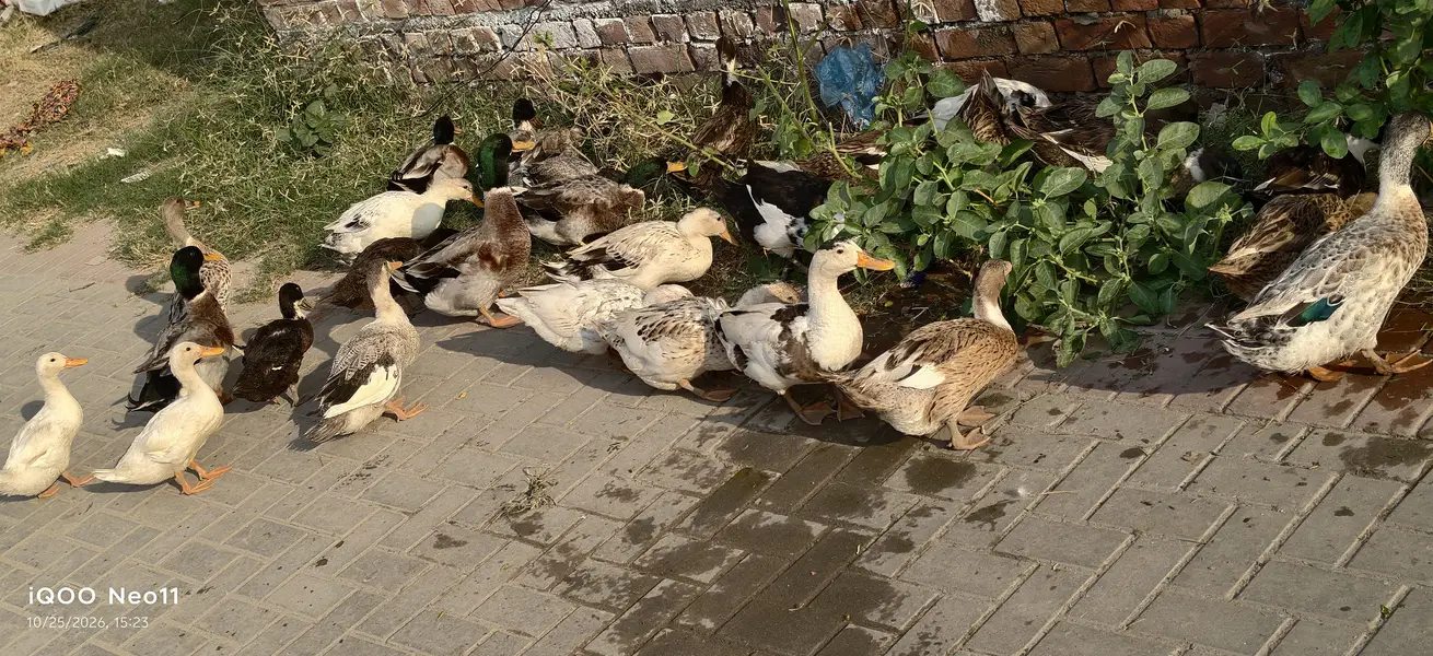 Desi Ducks home breed — photo 6