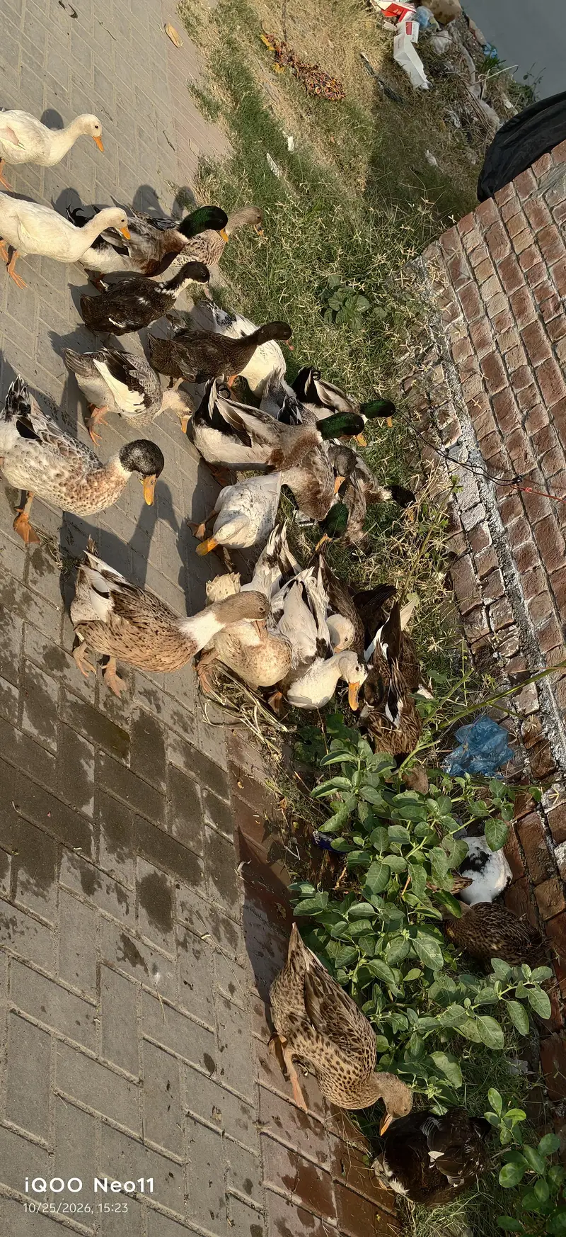Desi Ducks home breed — photo 7