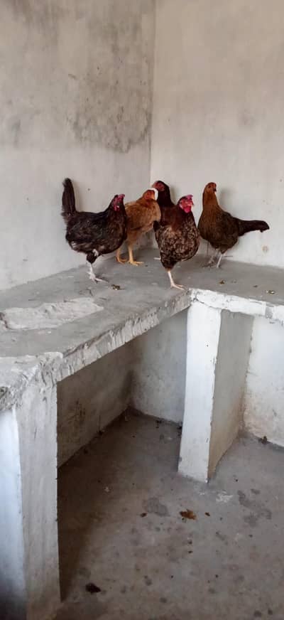 6 pece orignal daysi hen eggs lyings argent for sale