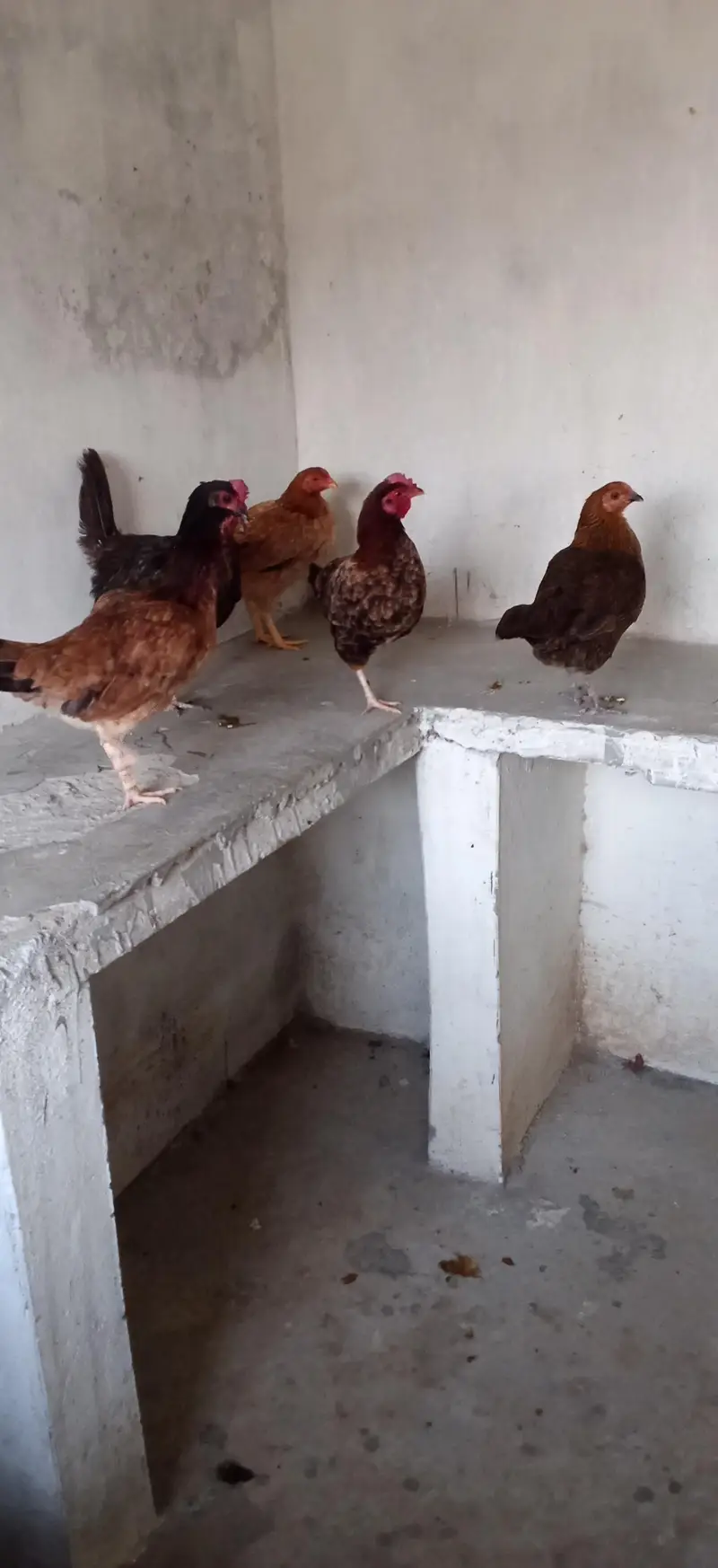 6 pece orignal daysi hen eggs lyings argent for sale — photo 2