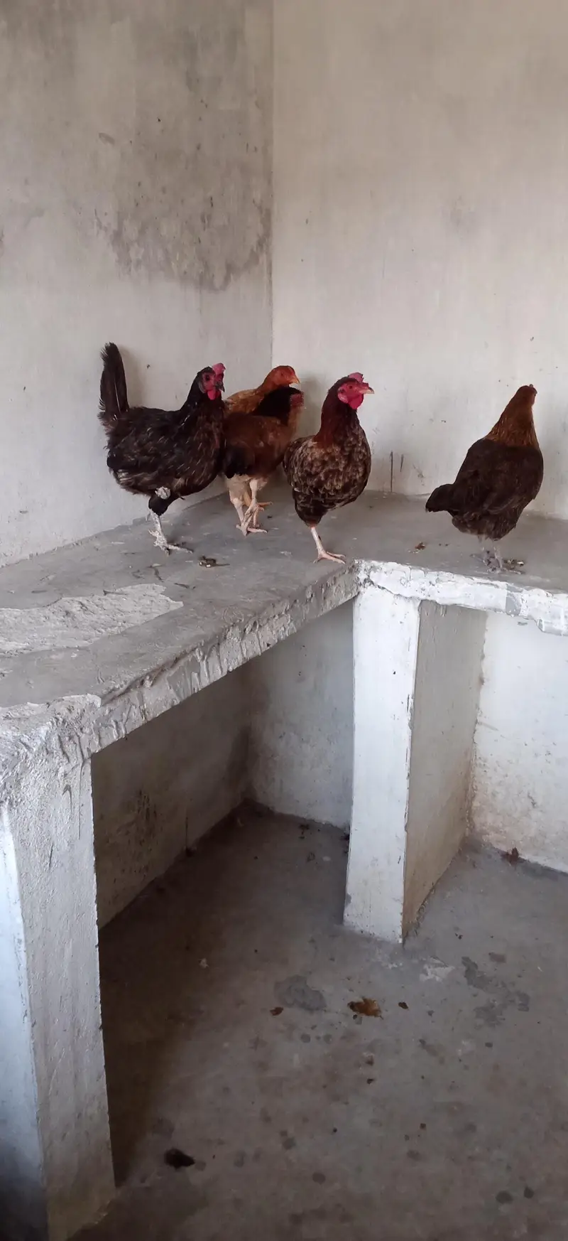 6 pece orignal daysi hen eggs lyings argent for sale — photo 3
