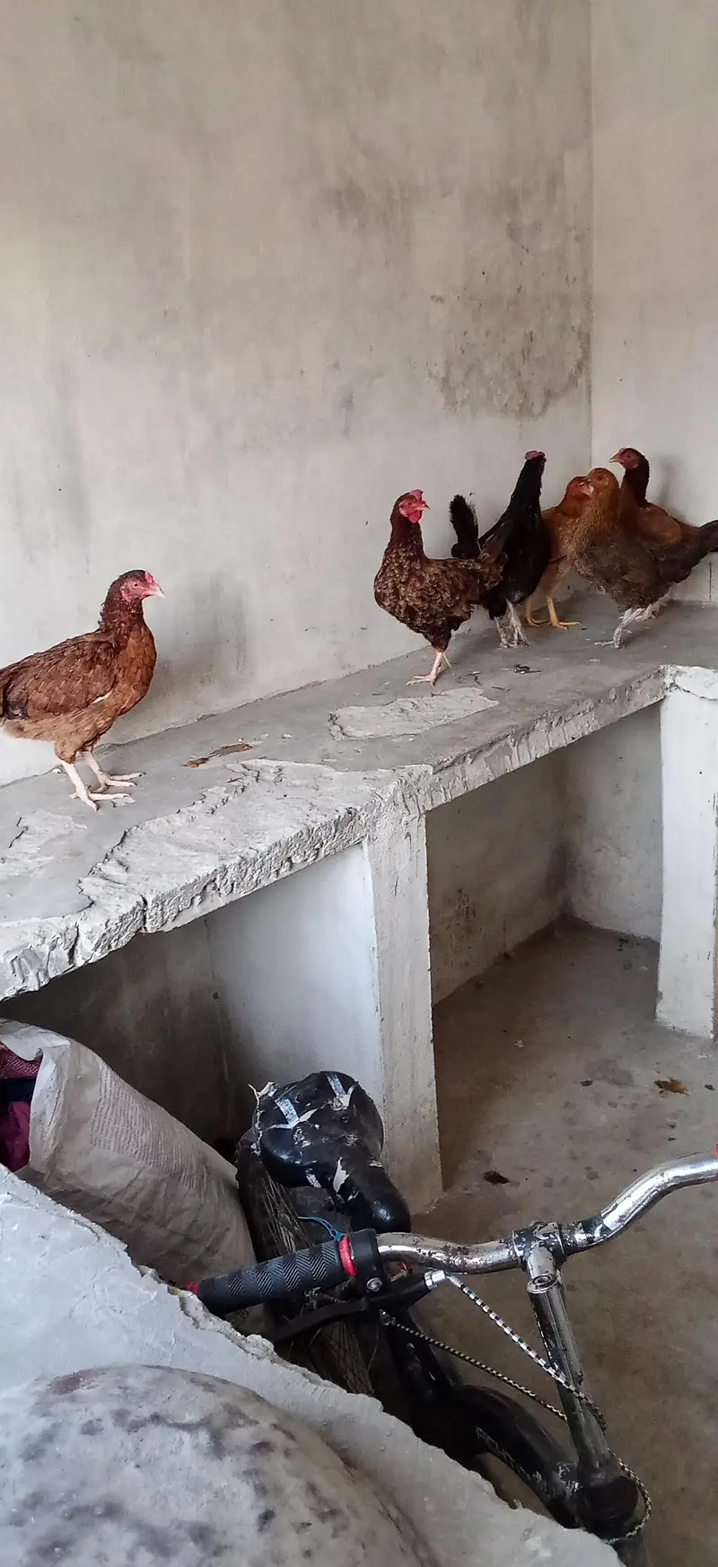 6 pece orignal daysi hen eggs lyings argent for sale — photo 4