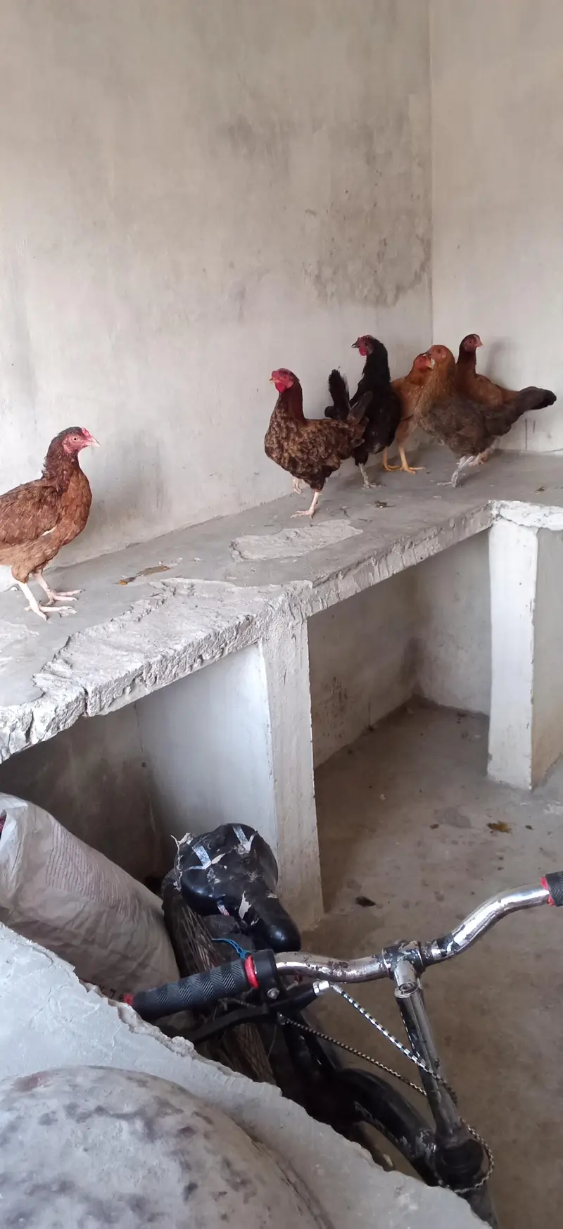 6 pece orignal daysi hen eggs lyings argent for sale — photo 5
