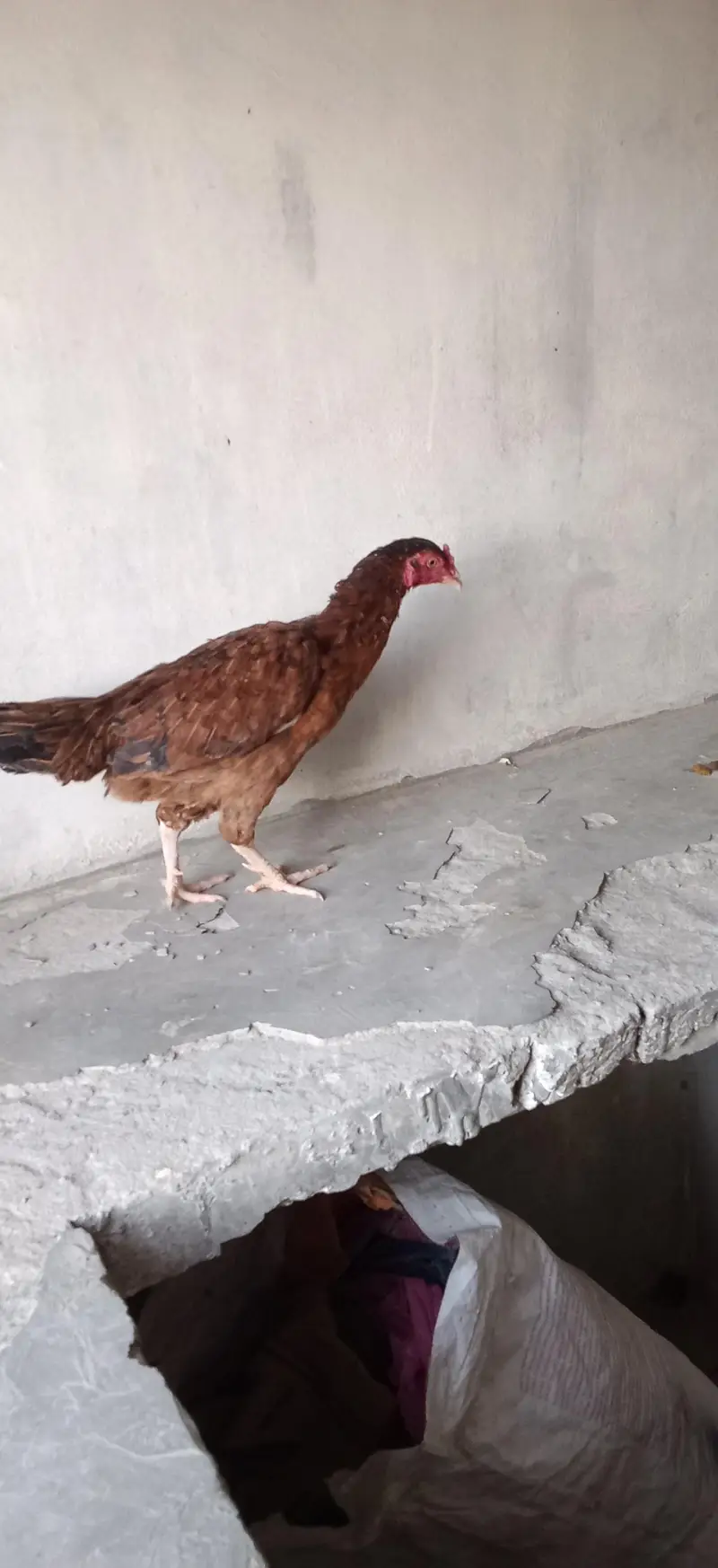 6 pece orignal daysi hen eggs lyings argent for sale — photo 6