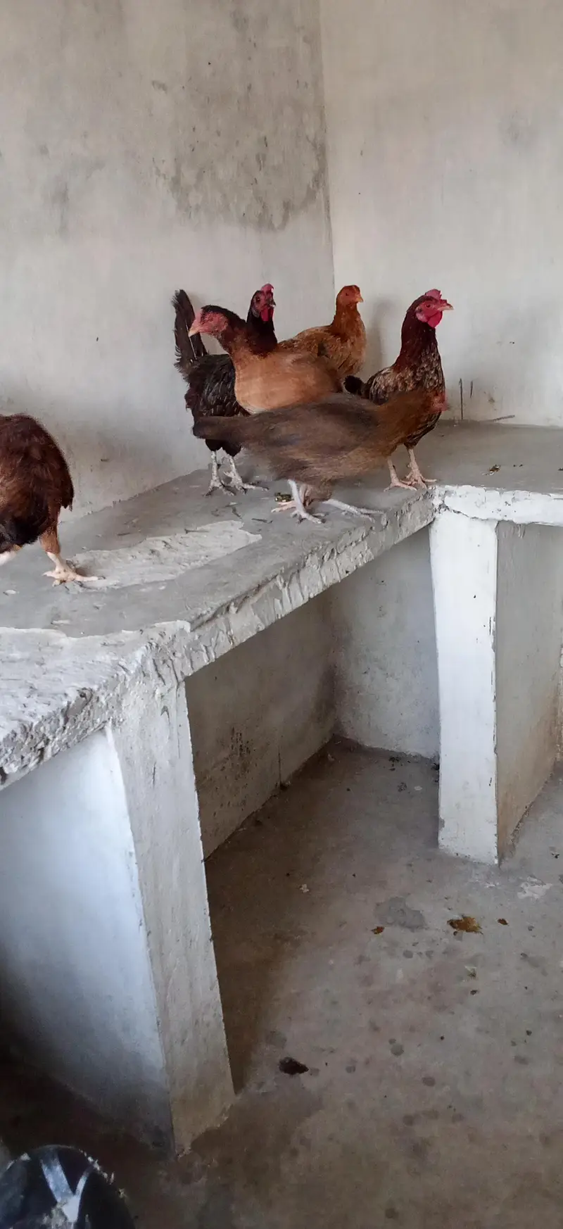 6 pece orignal daysi hen eggs lyings argent for sale — photo 7