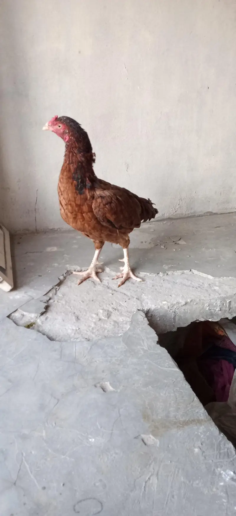 6 pece orignal daysi hen eggs lyings argent for sale — photo 8