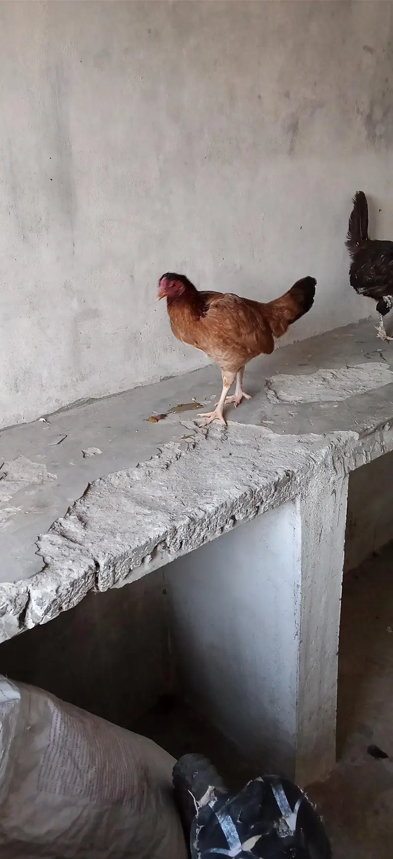 6 pece orignal daysi hen eggs lyings argent for sale — photo 9