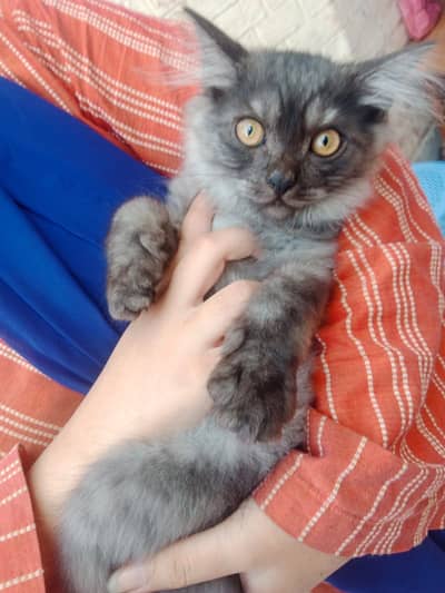 Cute Male Persian Cat for Sale – Fluffy & Adorable