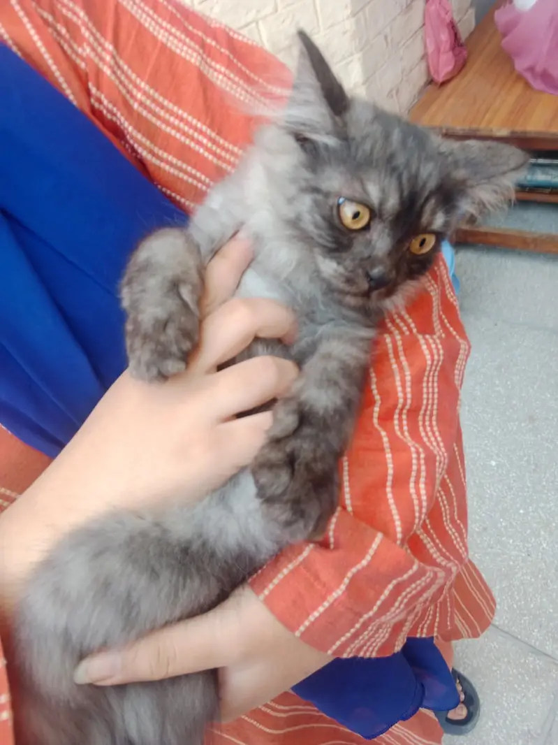 Cute Male Persian Cat for Sale – Fluffy & Adorable — photo 2