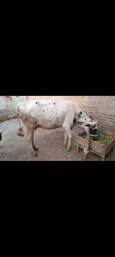 Cow for Sale