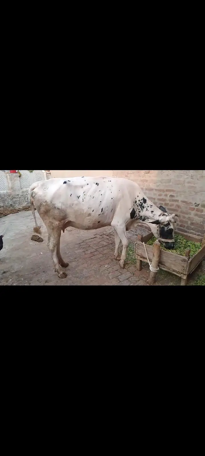 Cow for Sale