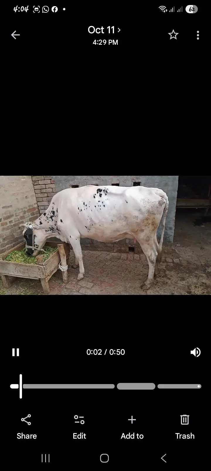 Cow for Sale — photo 2
