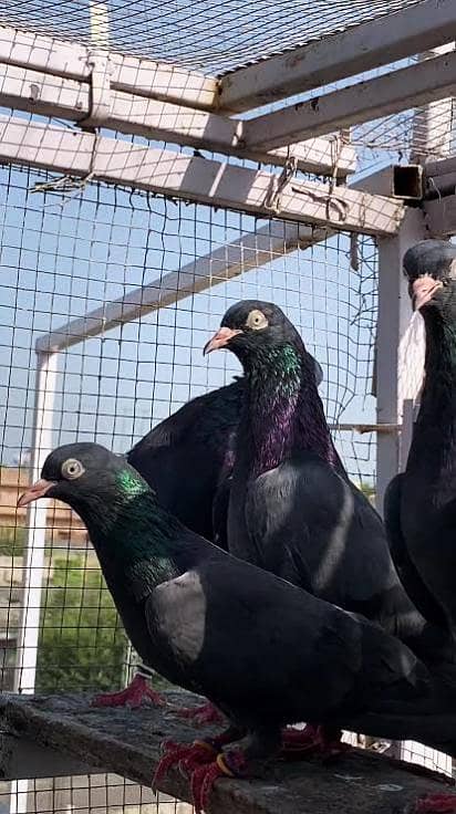black teddy breeder pair 0