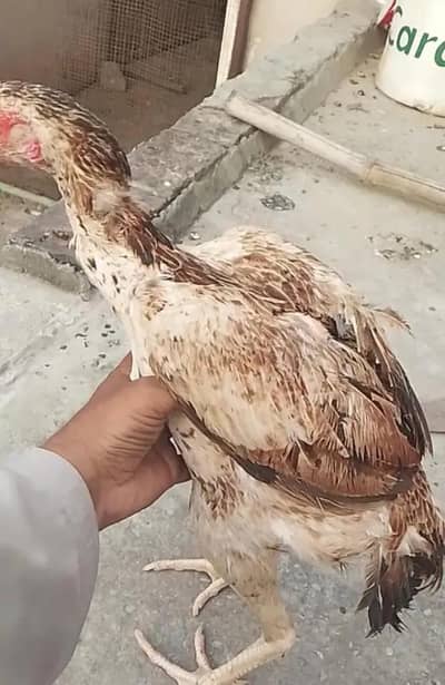 Heera and Peela Patha Read add