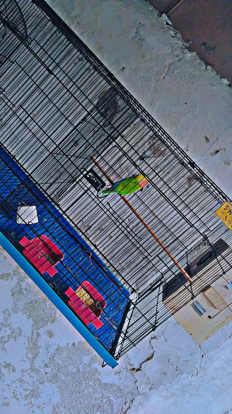cage for sale — photo 6