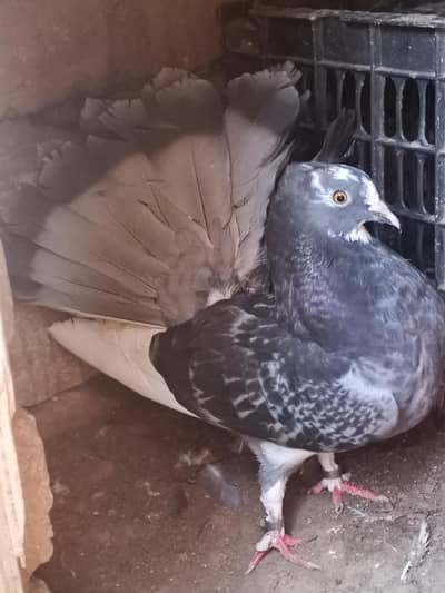 Lucky Pegion Male For Sale