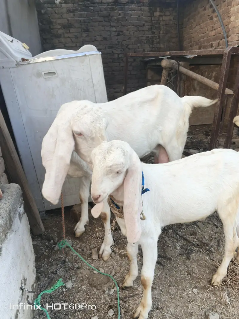 goat 2 — photo 2