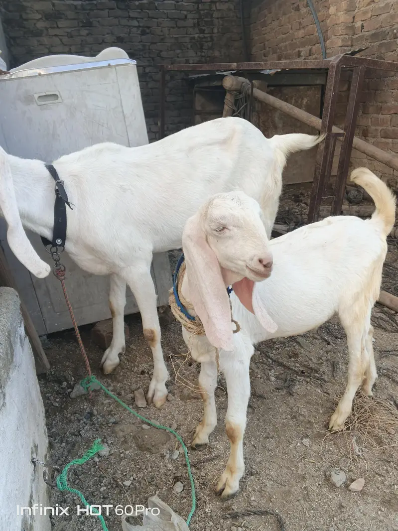 goat 2 — photo 3