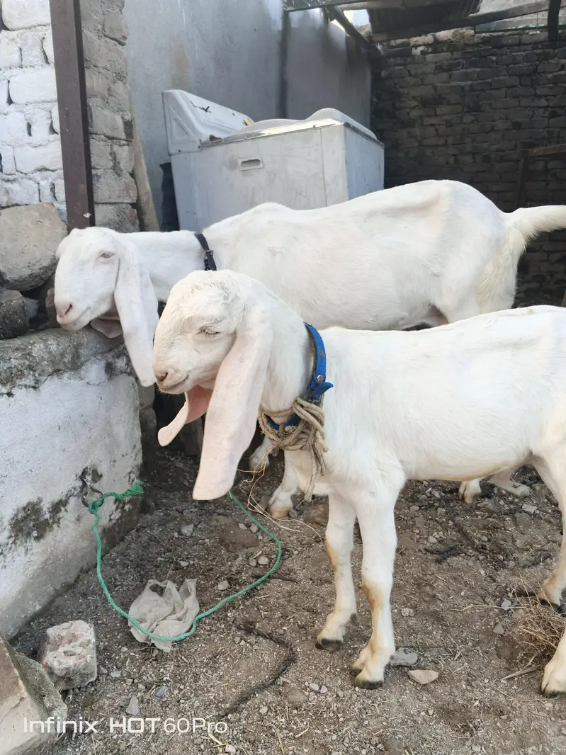 goat 2 — photo 4