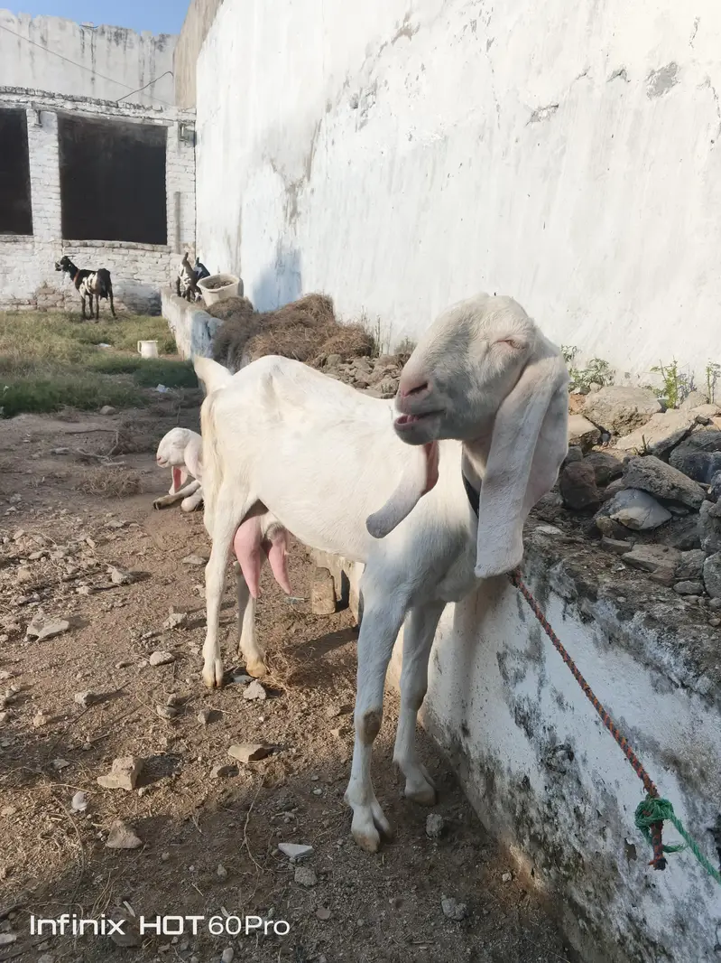 goat 2 — photo 5