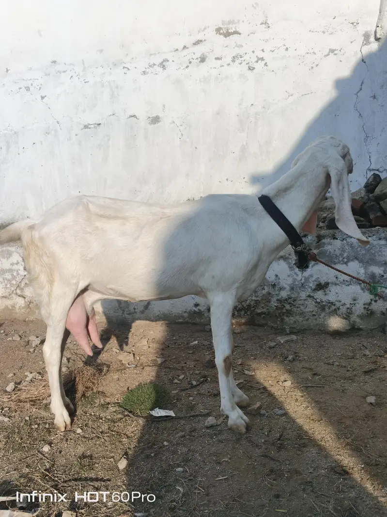 goat 2 — photo 6