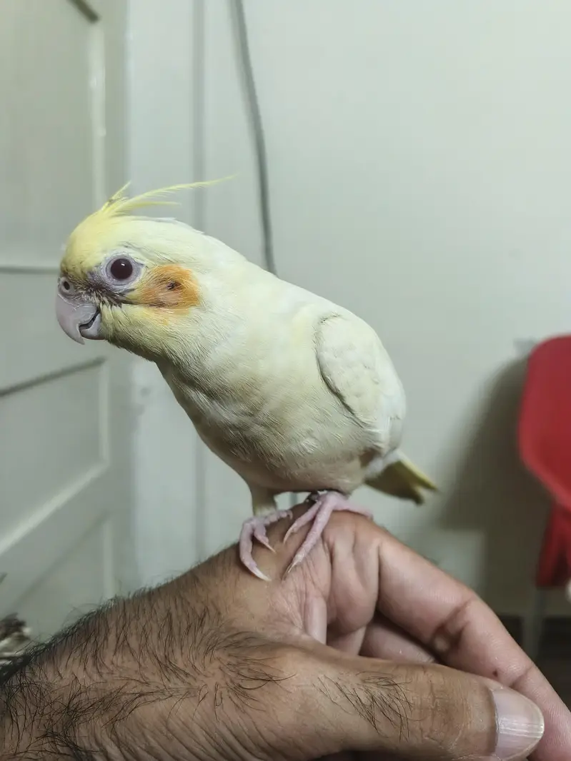 Hand Tame Male Cocktail Healthy & Active