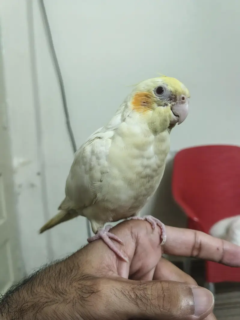 Hand Tame Male Cocktail Healthy & Active — photo 3
