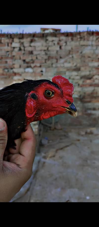 panas pakoya imported patha