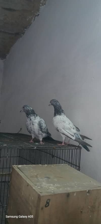teddy nasal pigeon