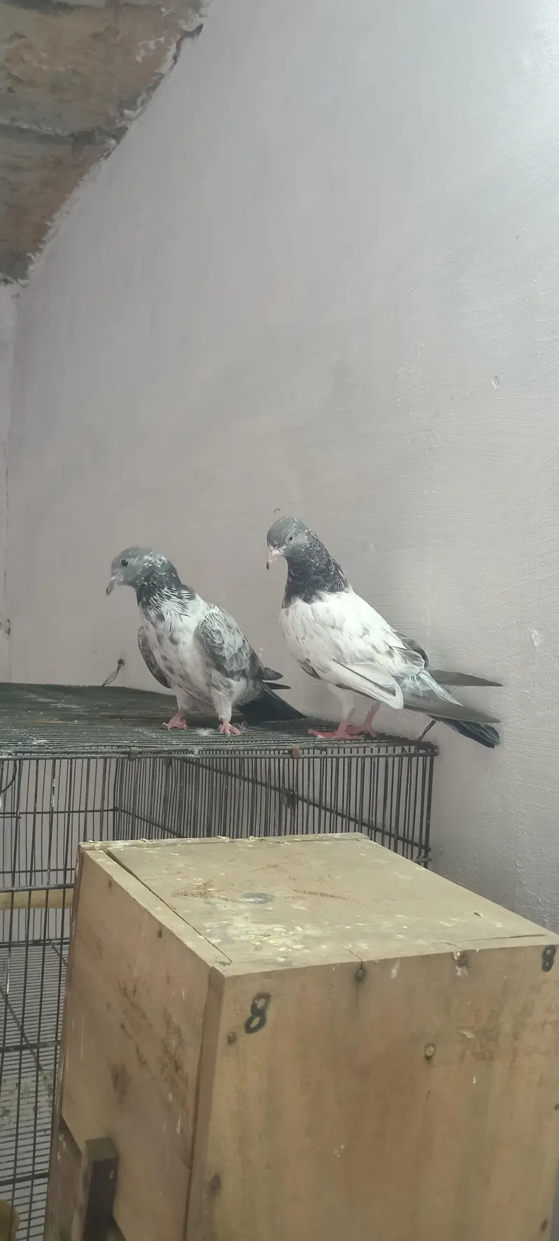 teddy nasal pigeon — photo 2