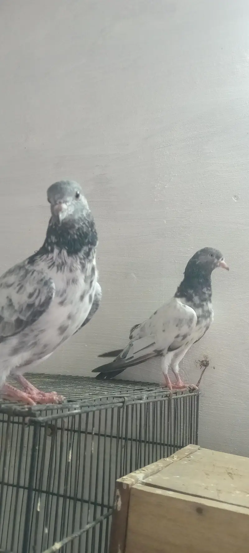 teddy nasal pigeon — photo 3