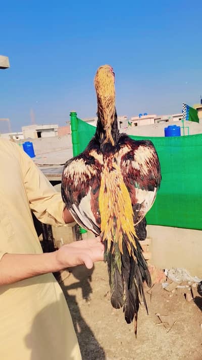 Jawa aseel patha Mianwali  line