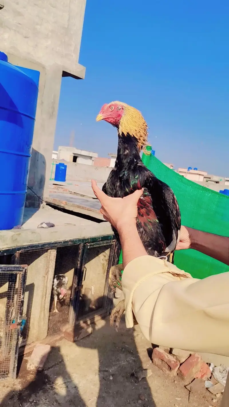 Jawa aseel patha Mianwali  line — photo 3