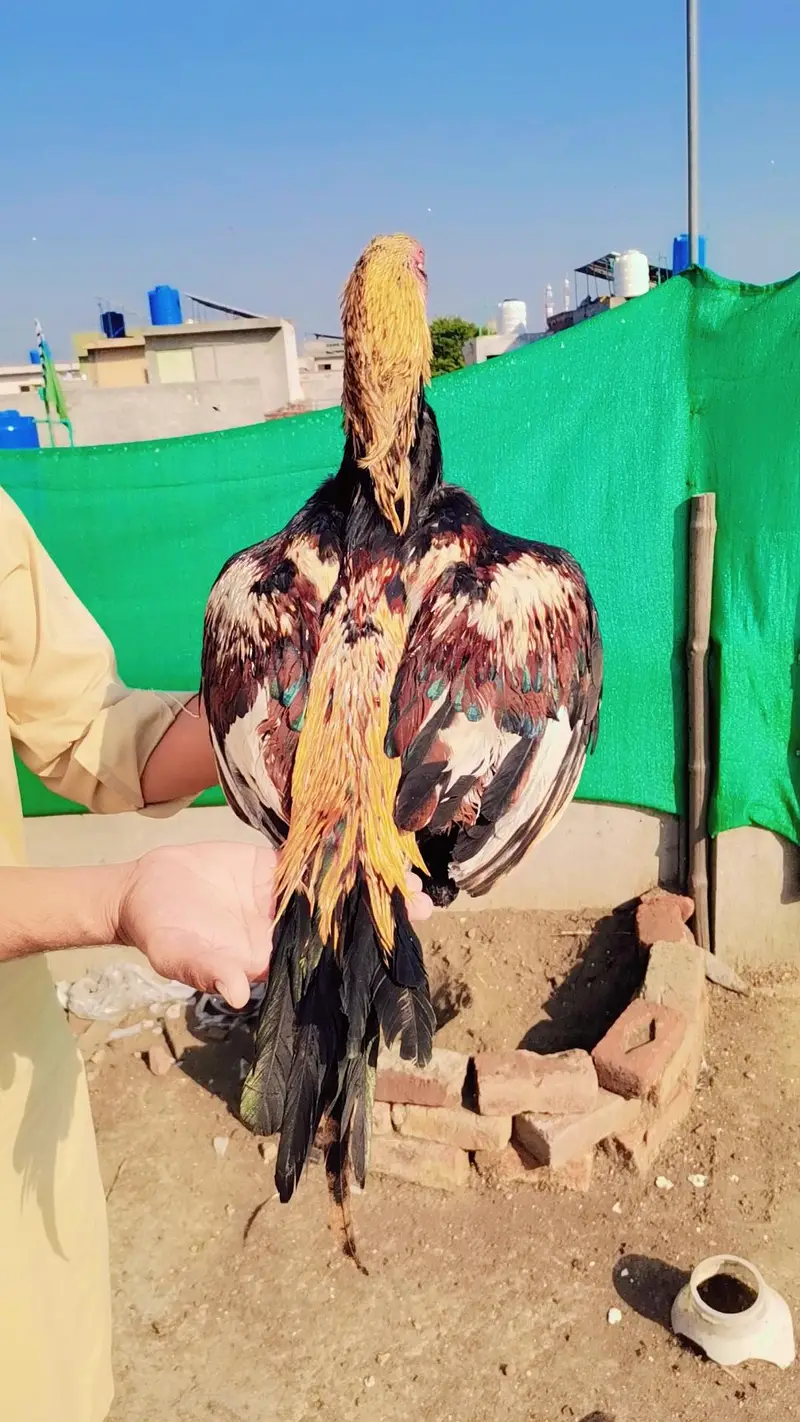 Jawa aseel patha Mianwali  line — photo 6